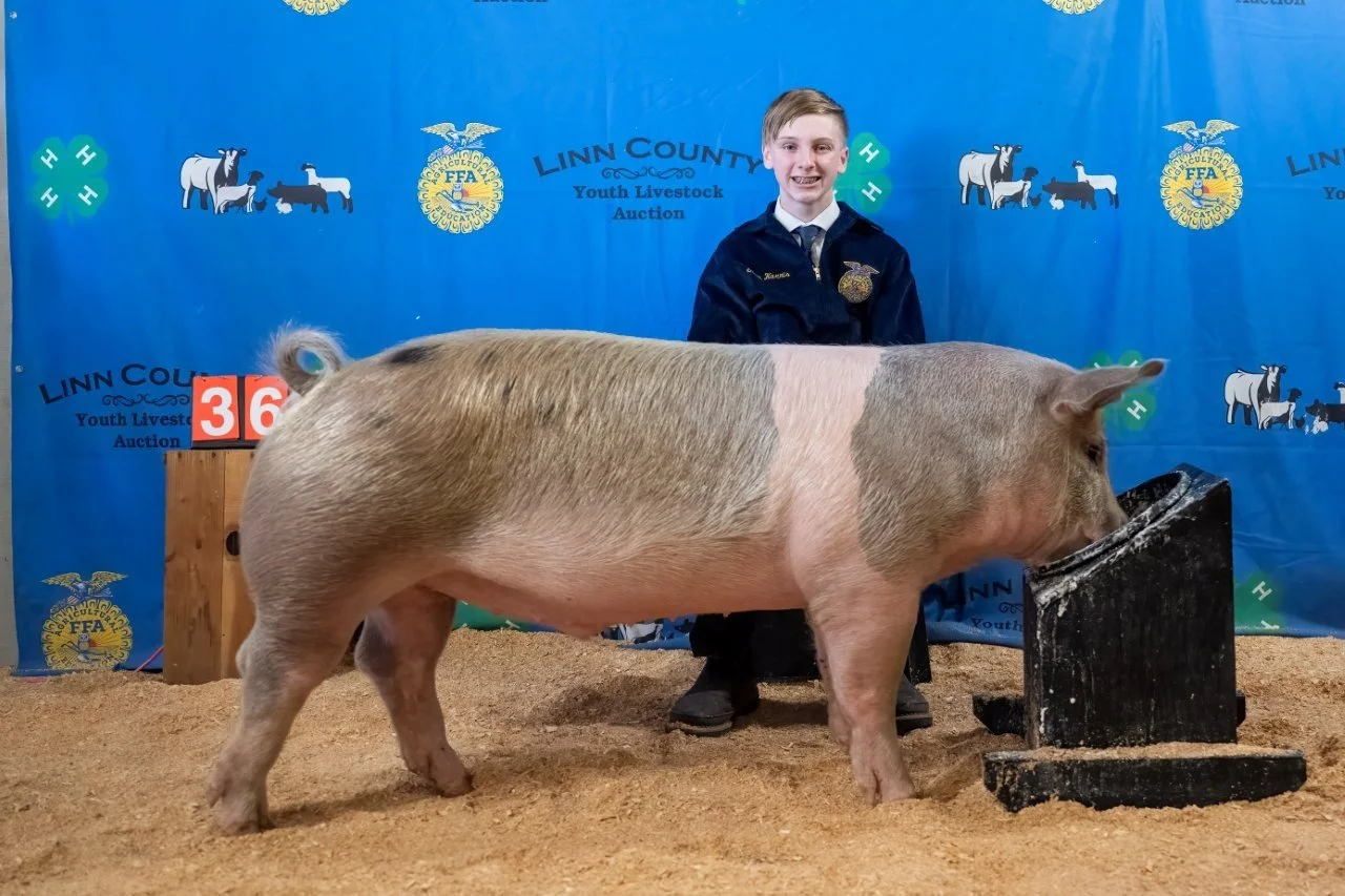 Swine 366 (1 of 1).jpg