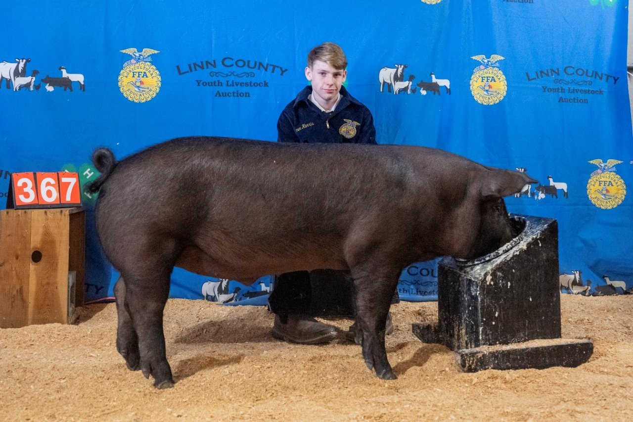 Swine 367 (1 of 1).jpg