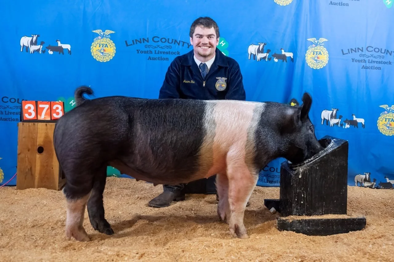 Swine 373 (1 of 1).jpg