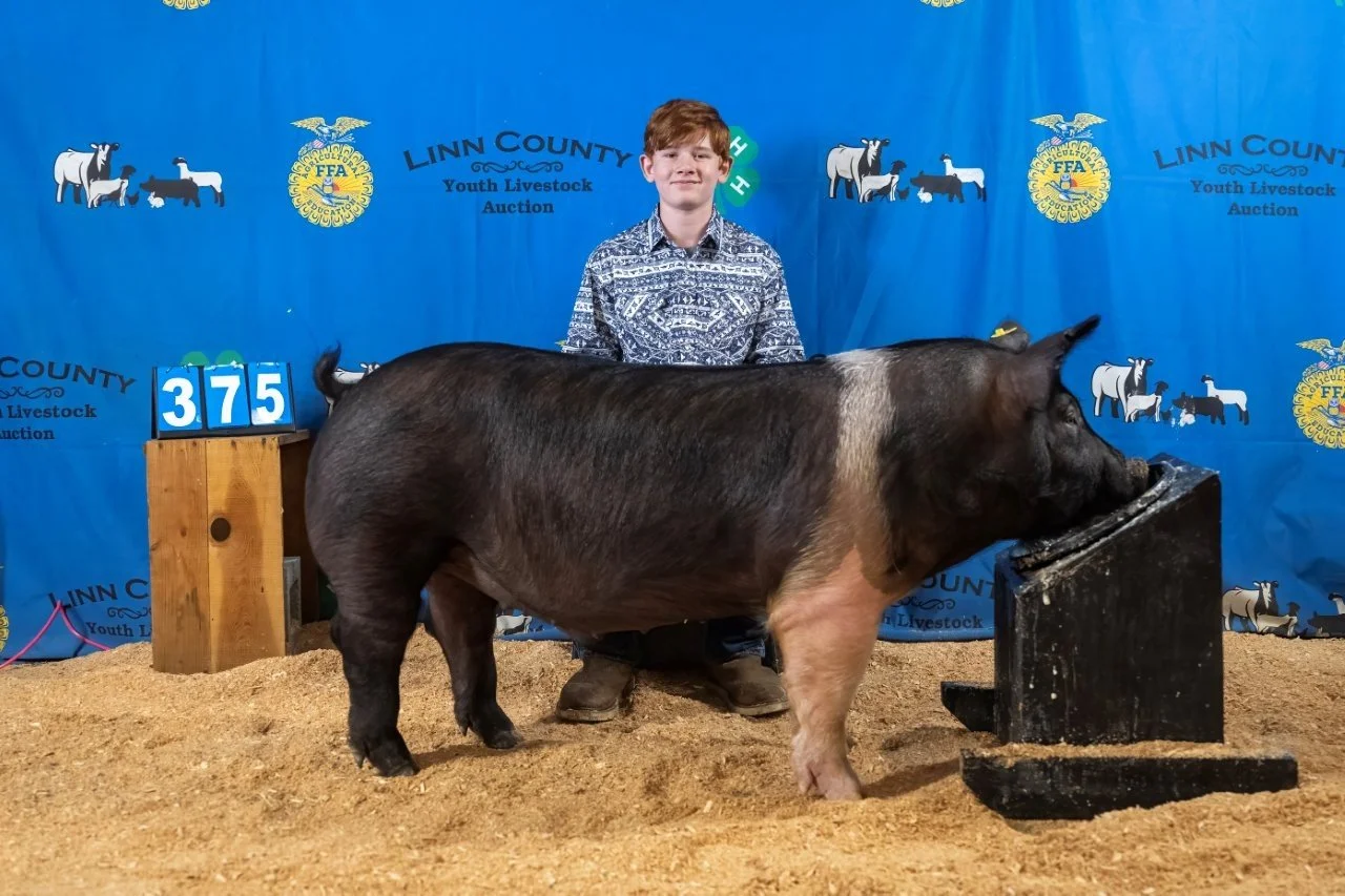 Swine 375 (1 of 1).jpg