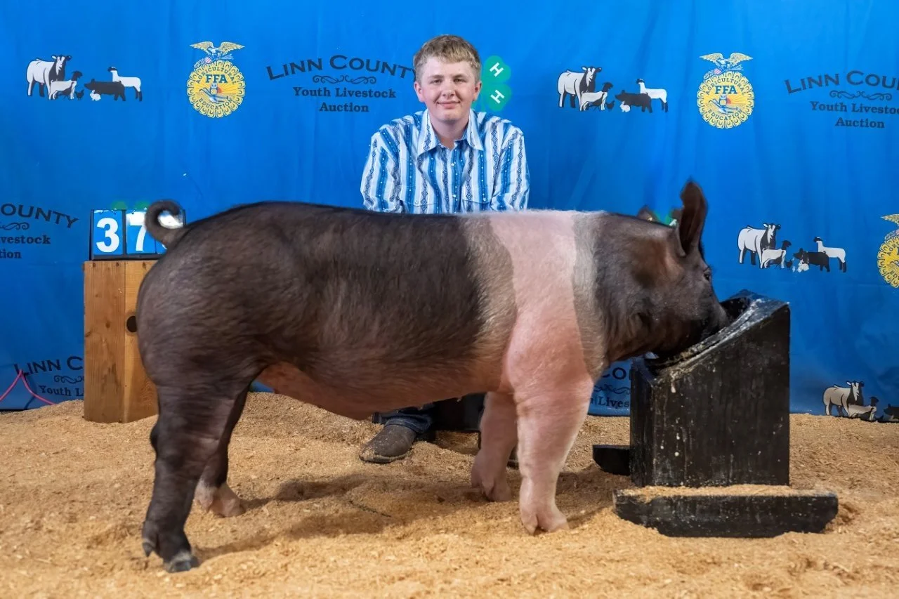 Swine 376 (1 of 1).jpg