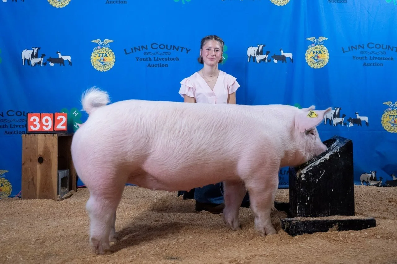 Swine 392 (1 of 1).jpg