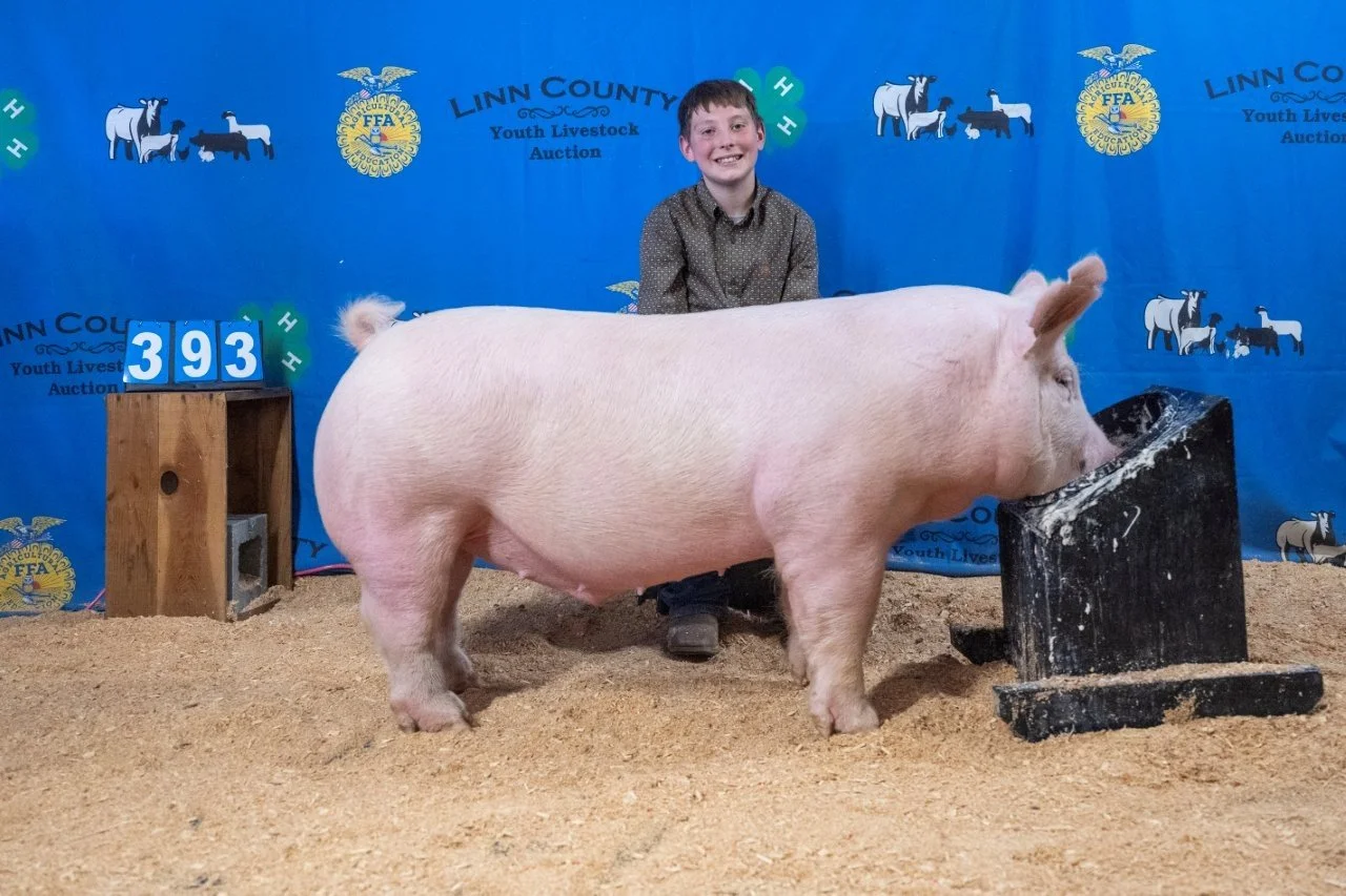 Swine 393 (1 of 1).jpg