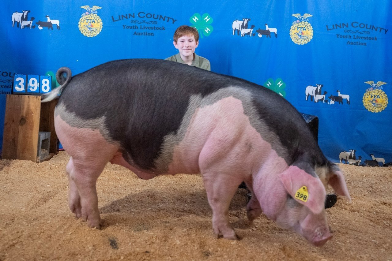 Swine 398 (1 of 1).jpg