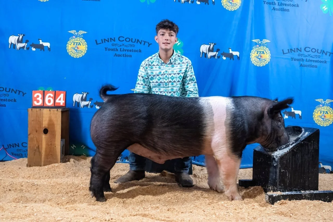 Swine 364 (1 of 1).jpg