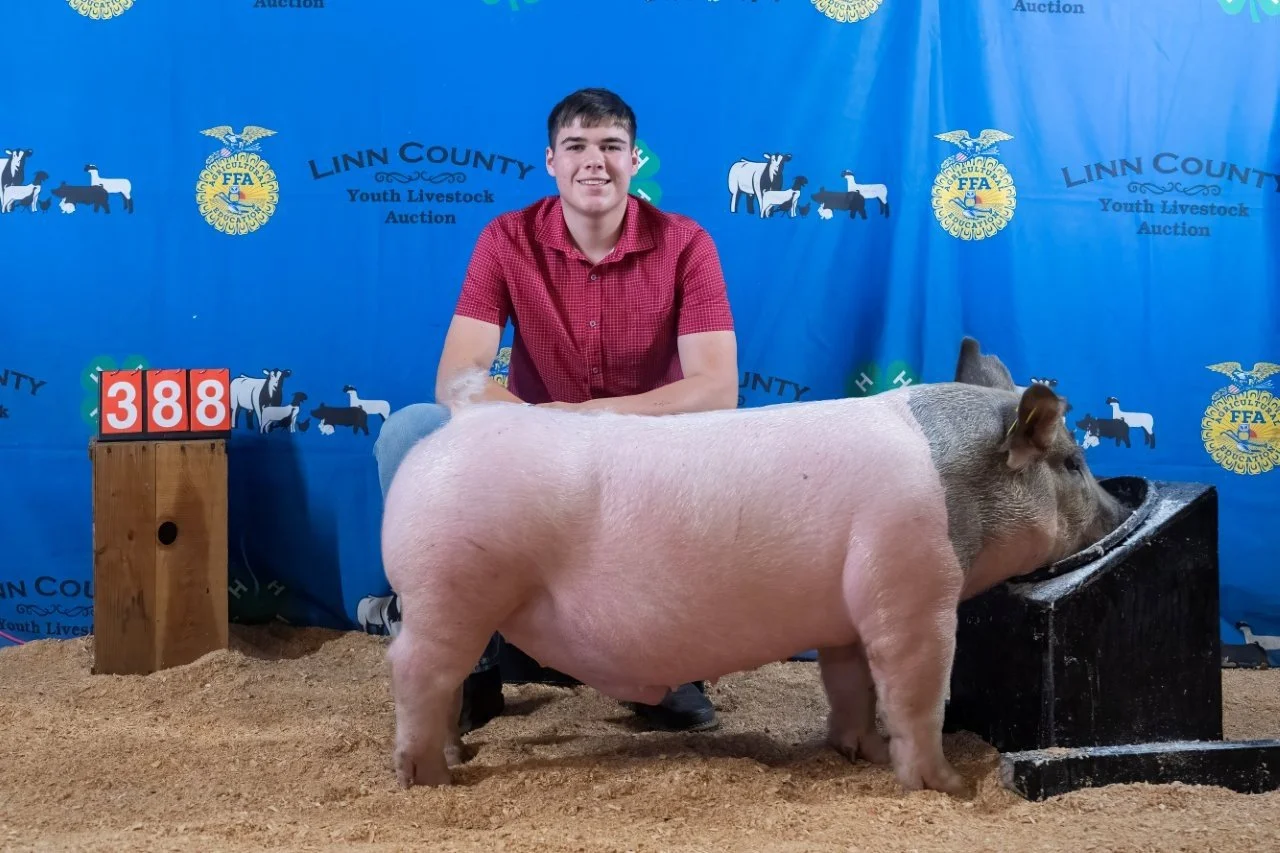 Swine 388 (1 of 1).jpg