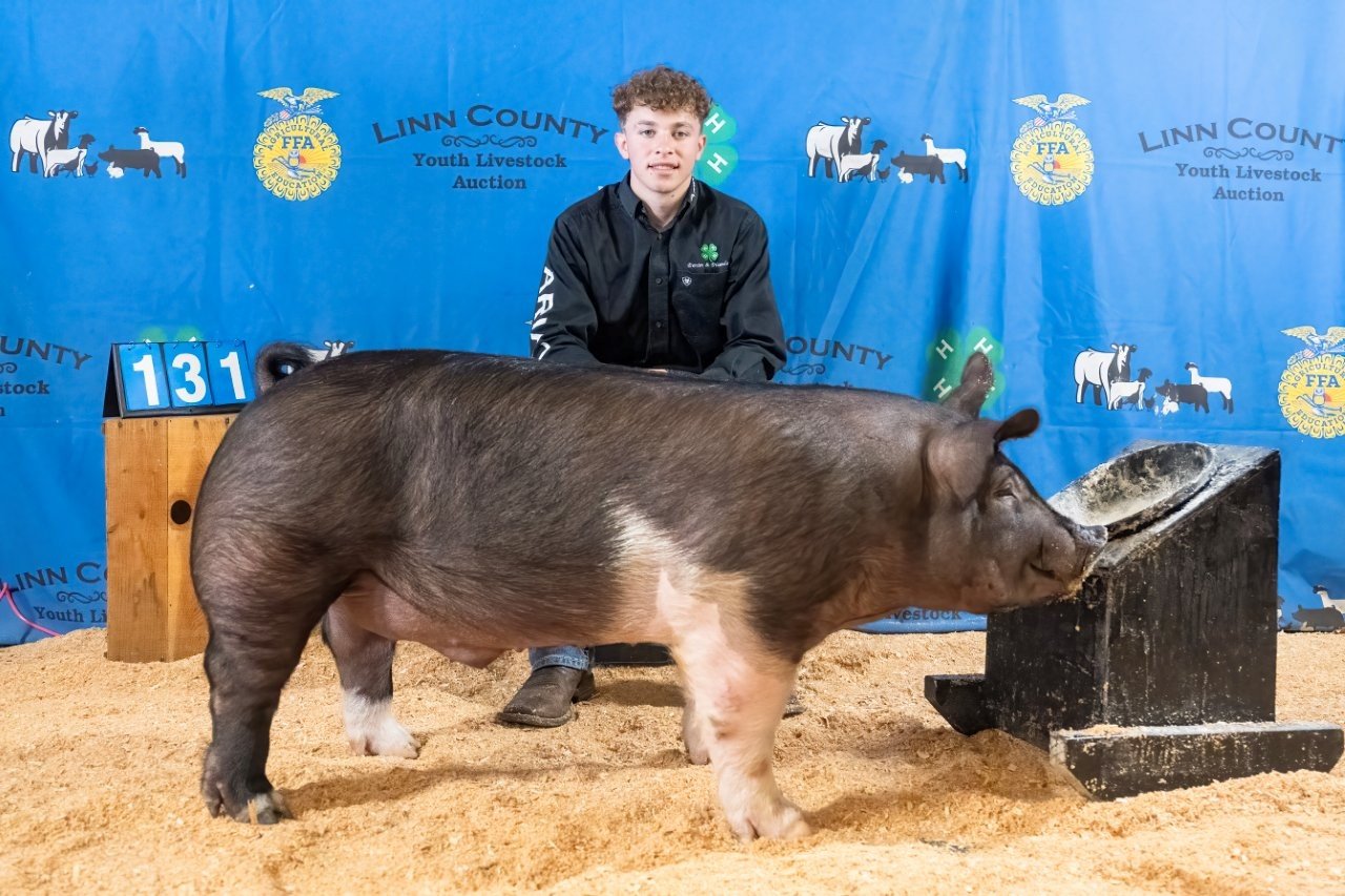 Swine 131 (1 of 1).jpg