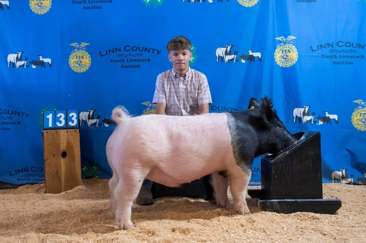 Swine 133 (1 of 1).jpg
