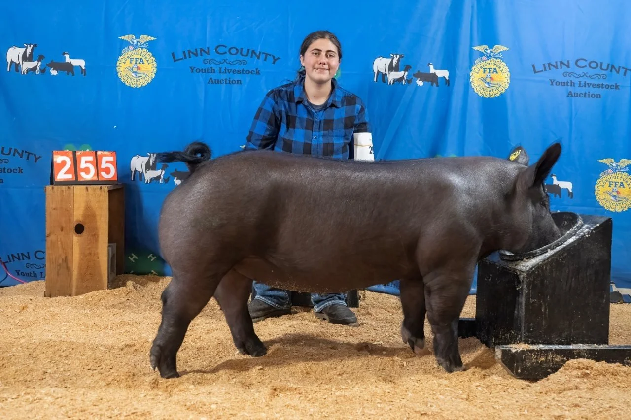 Swine 255 (1 of 1).jpg