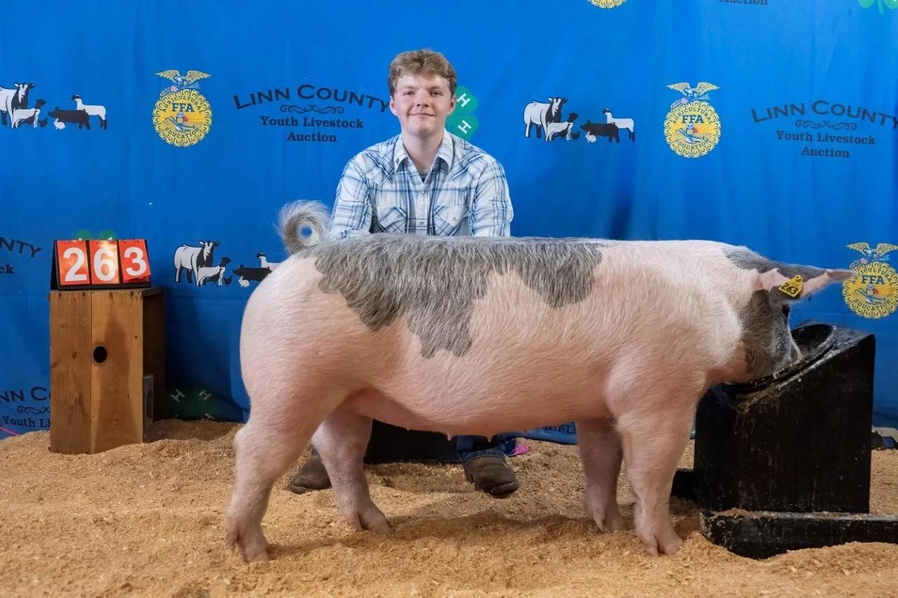 Swine 263 (1 of 1).jpg