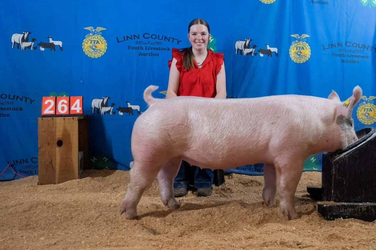 Swine 264 (1 of 1).jpg