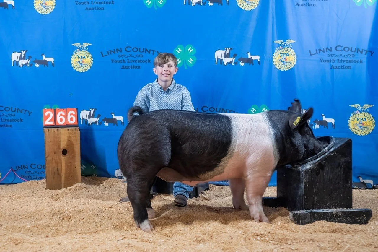 Swine 266 (1 of 1).jpg
