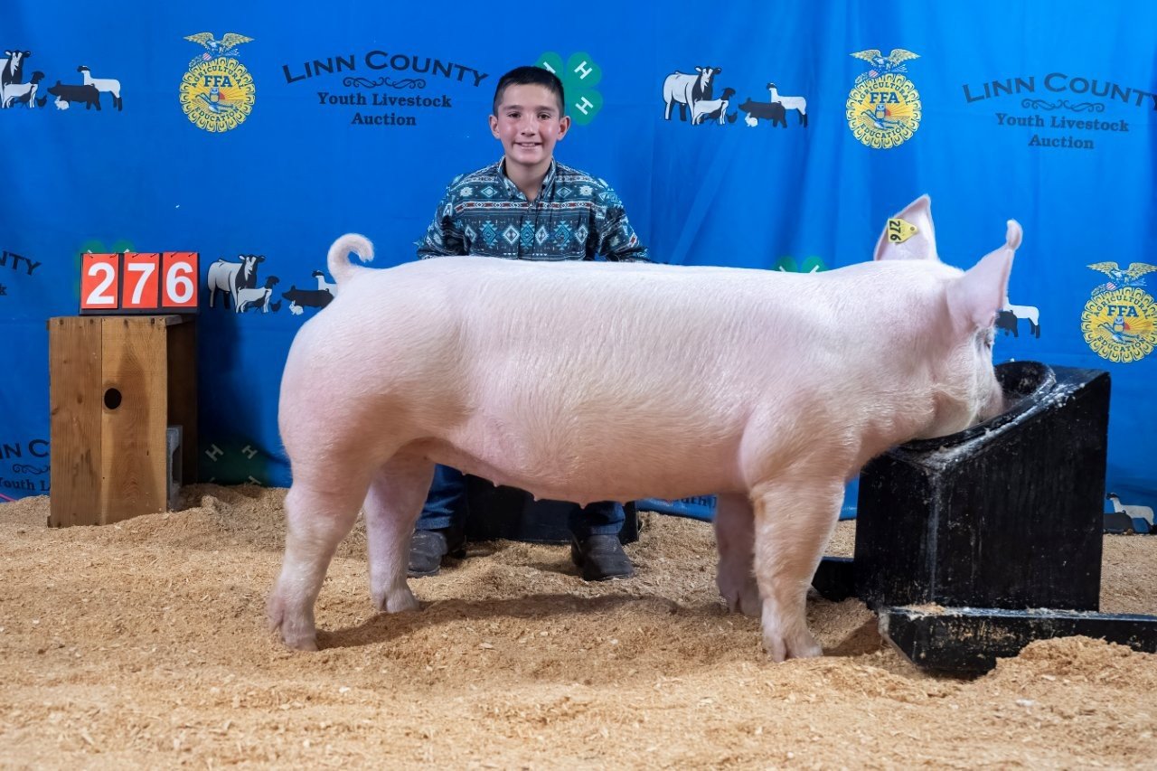 Swine 276 (1 of 1).jpg