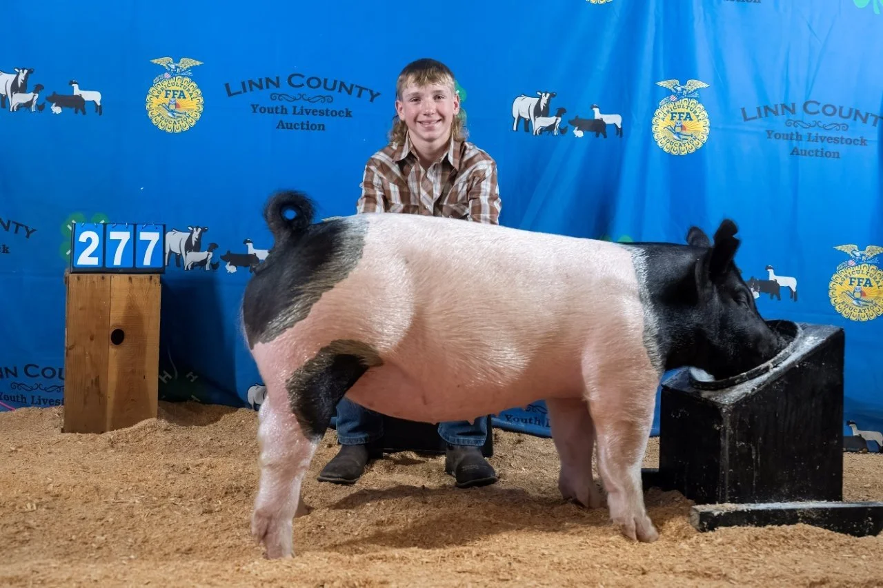 Swine 277 (1 of 1).jpg