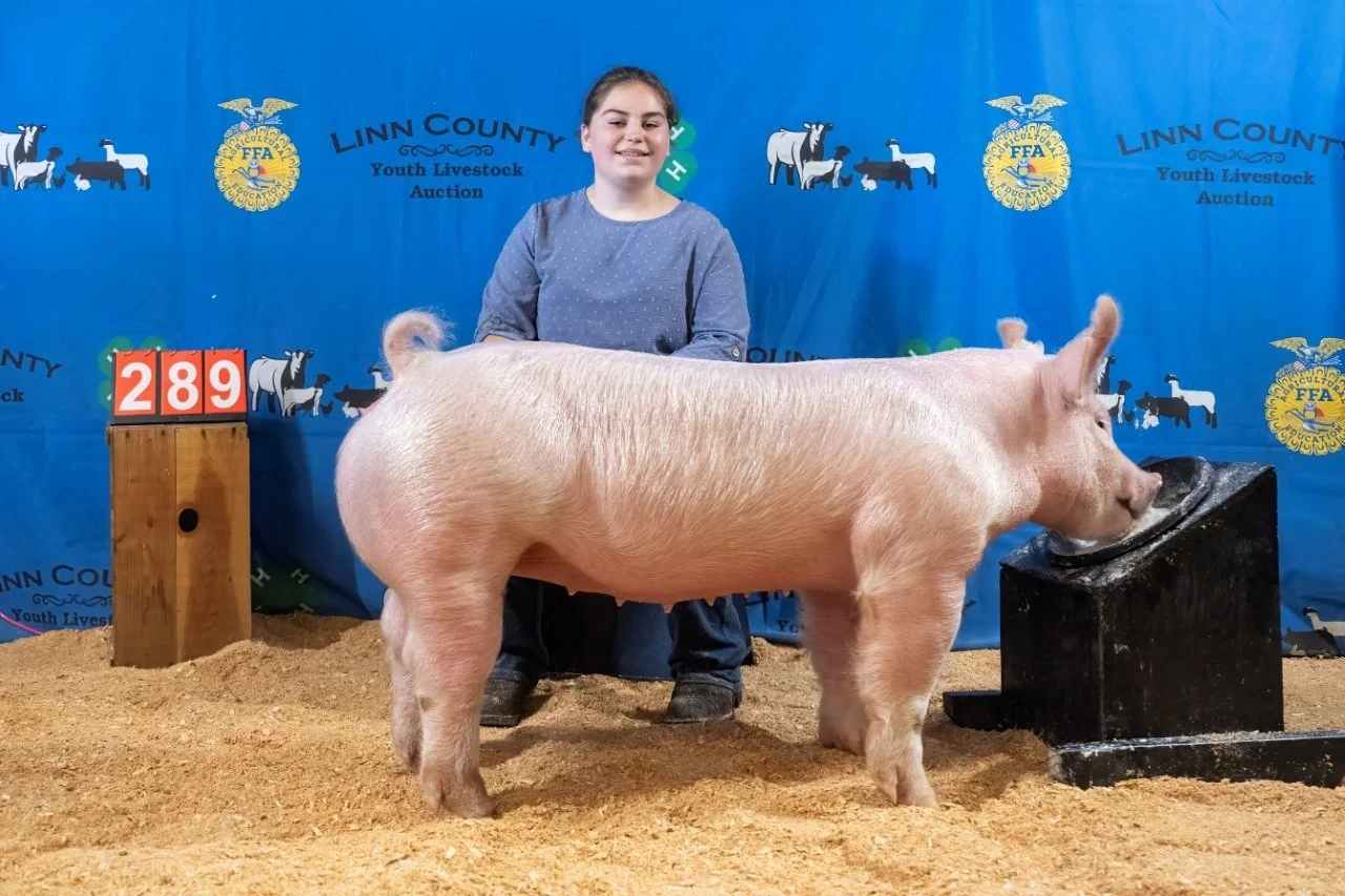Swine 289 (1 of 1).jpg