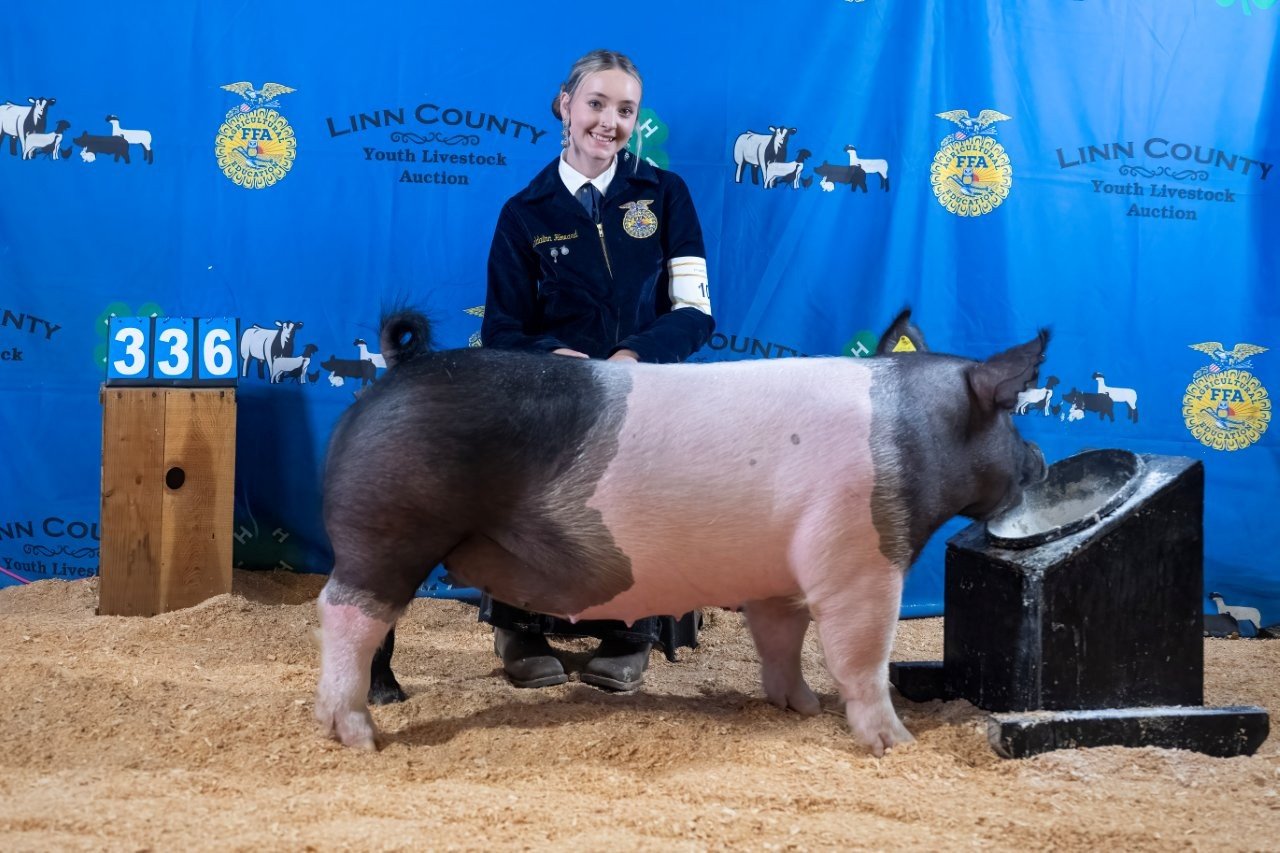 Swine 336 (1 of 1).jpg