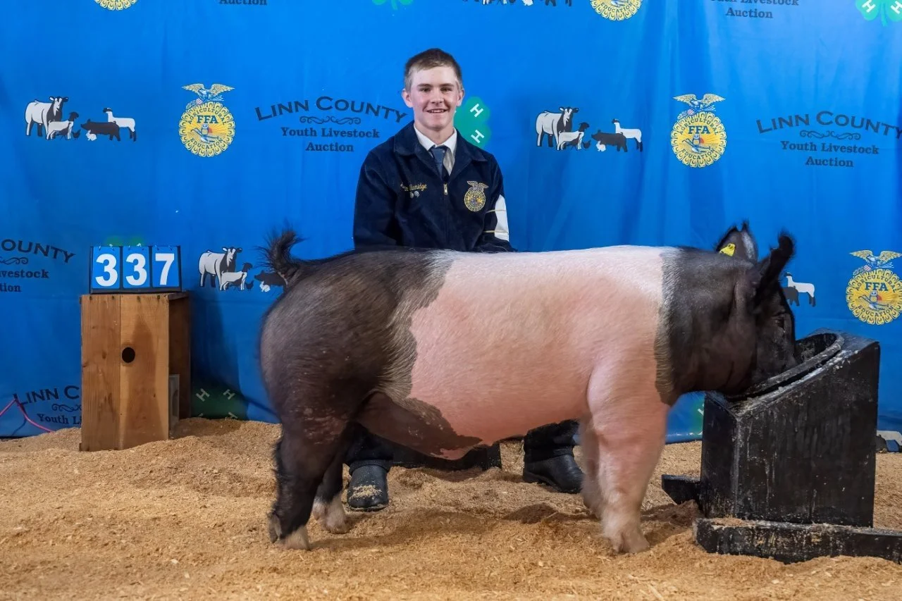Swine 337 (1 of 1).jpg