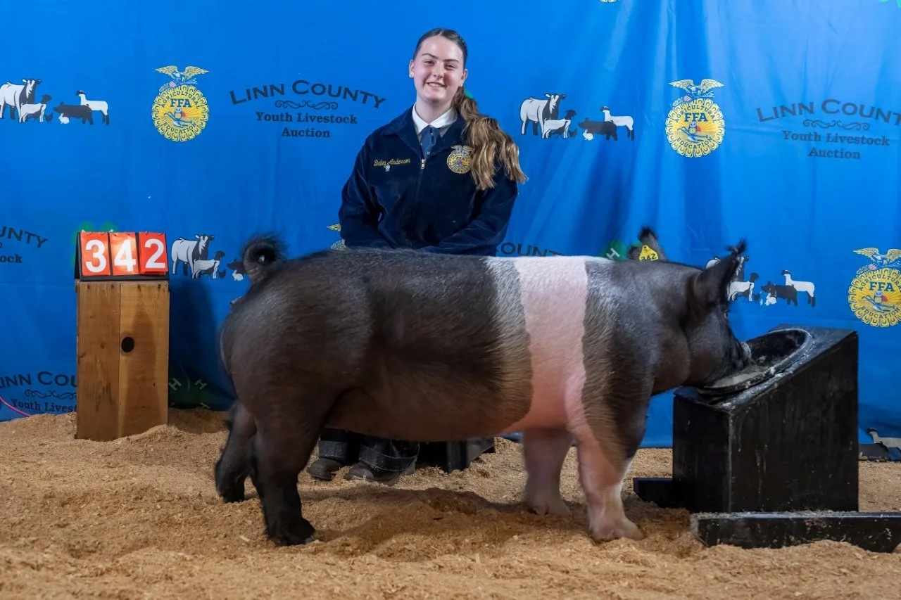 Swine 342 (1 of 1).jpg