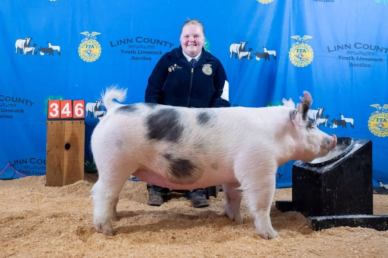 Swine 346 (1 of 1).jpg