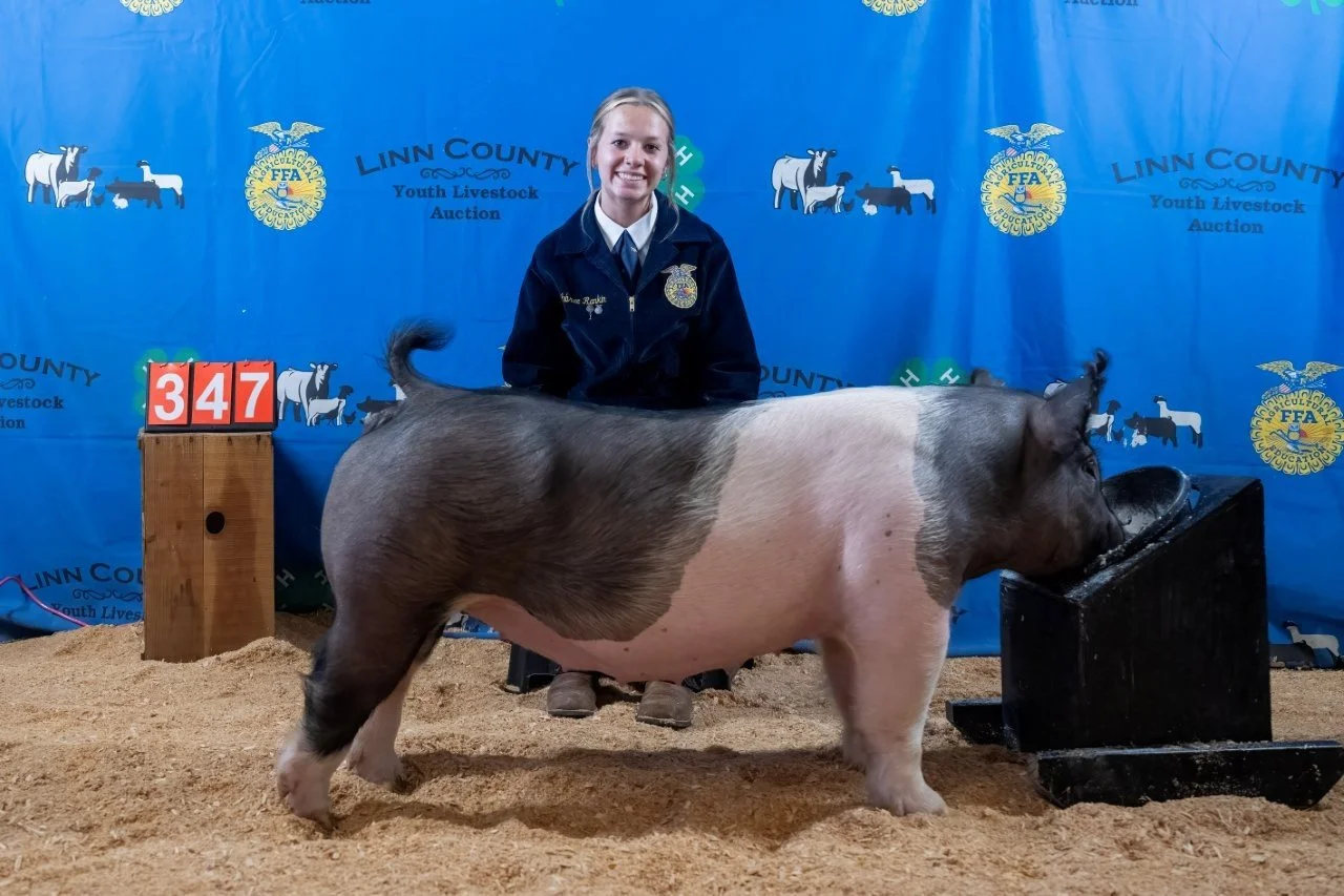 Swine 347 (1 of 1).jpg