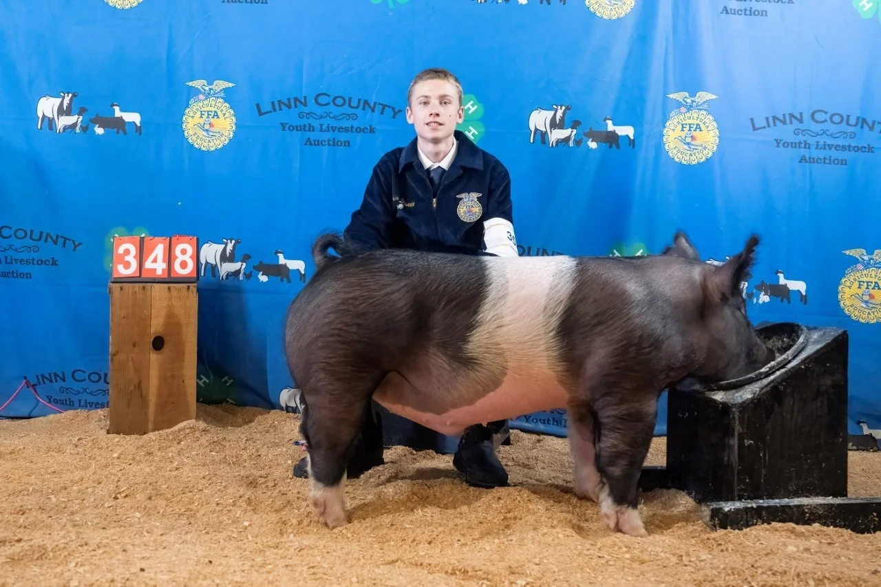Swine 348 (1 of 1).jpg