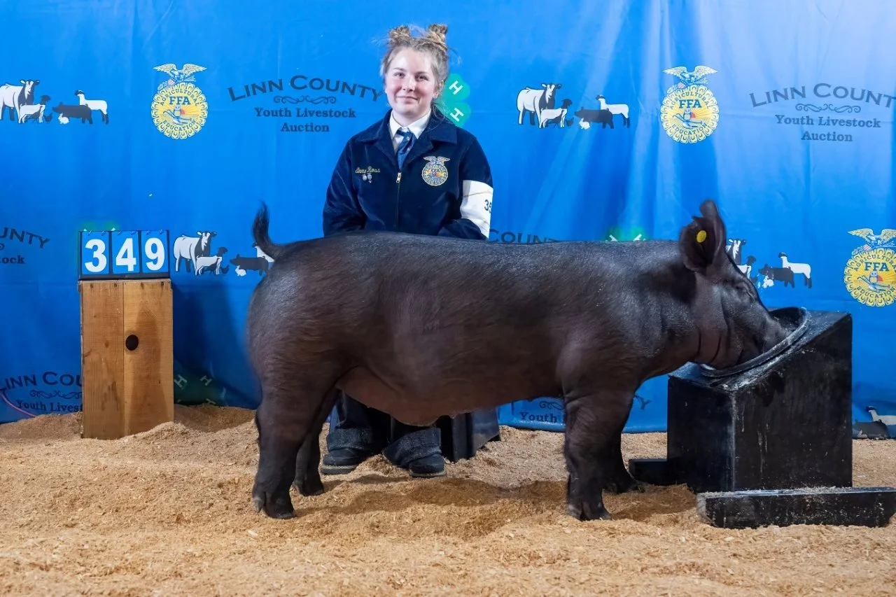 Swine 349 (1 of 1).jpg