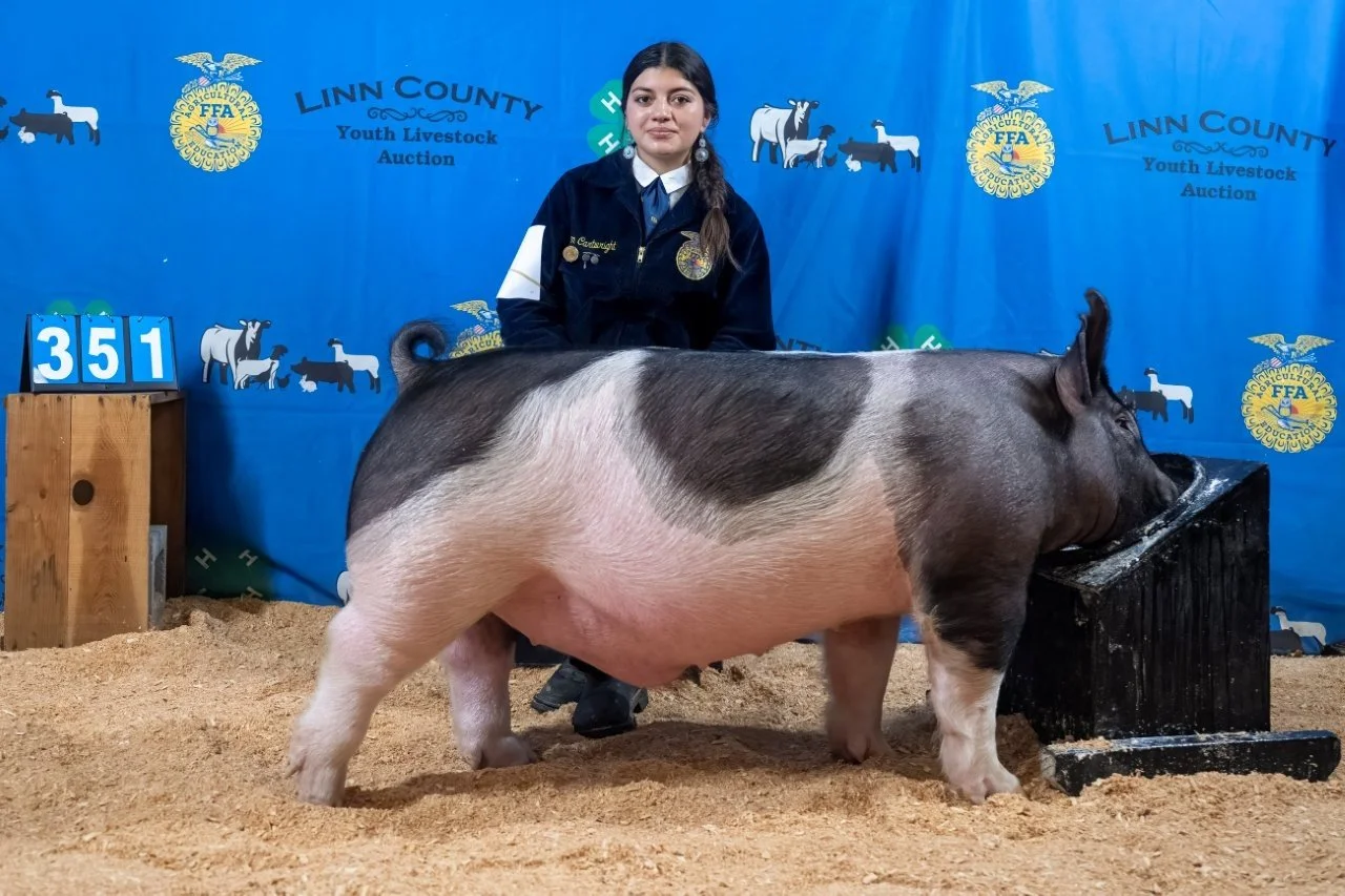 Swine 351 (1 of 1).jpg