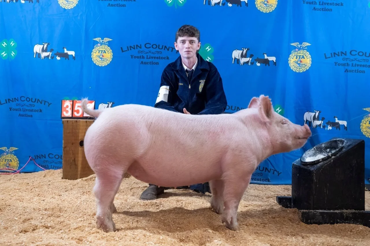 Swine 353 (1 of 1).jpg