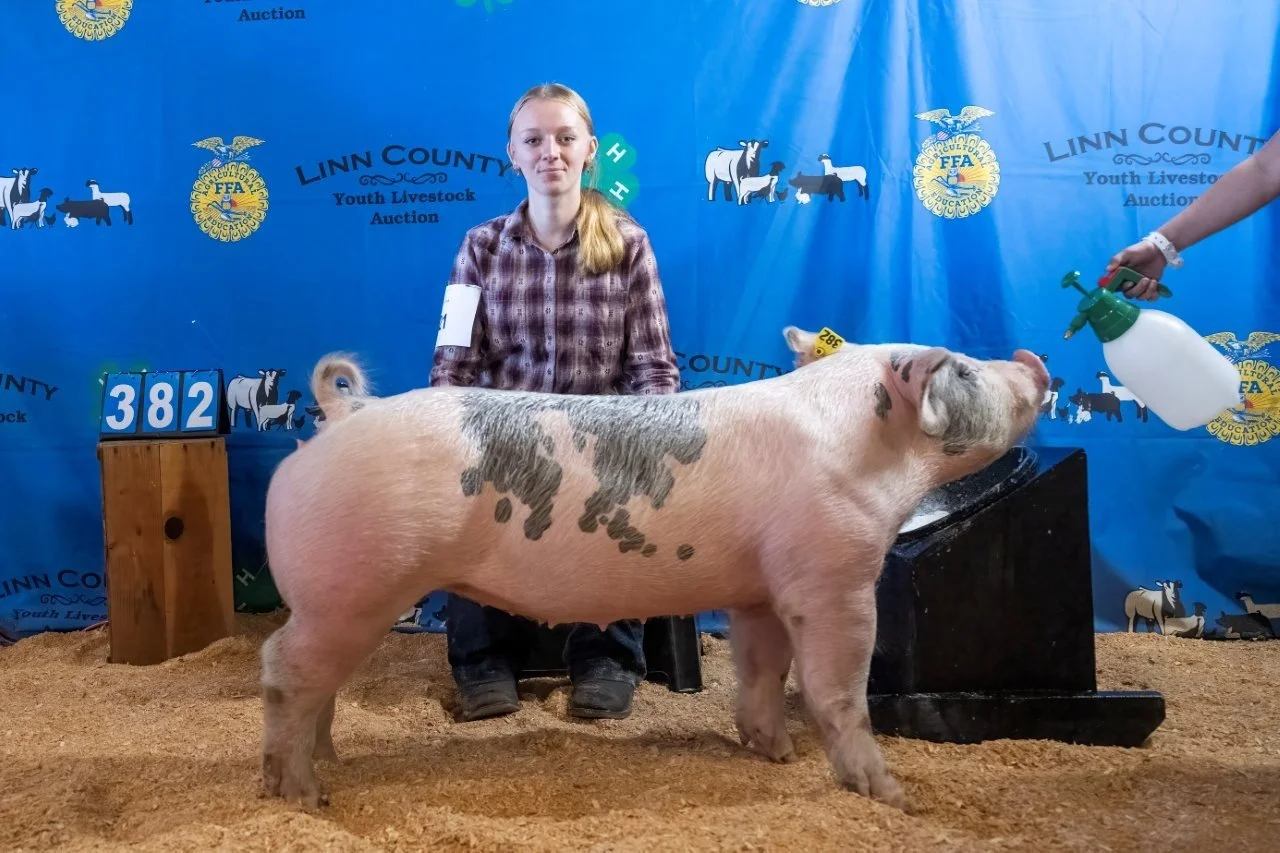 Swine 382 (1 of 1).jpg