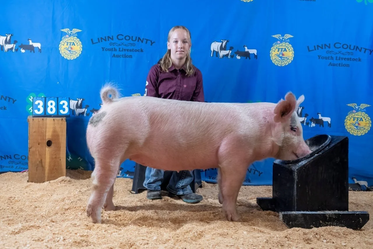 Swine 383 (1 of 1).jpg