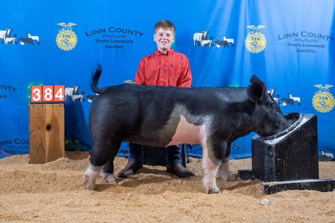Swine 384 (1 of 1).jpg