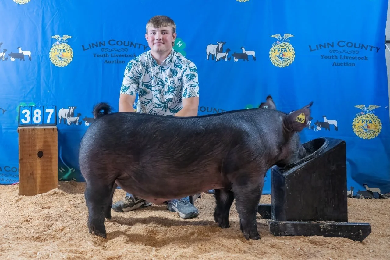 Swine 387 (1 of 1).jpg