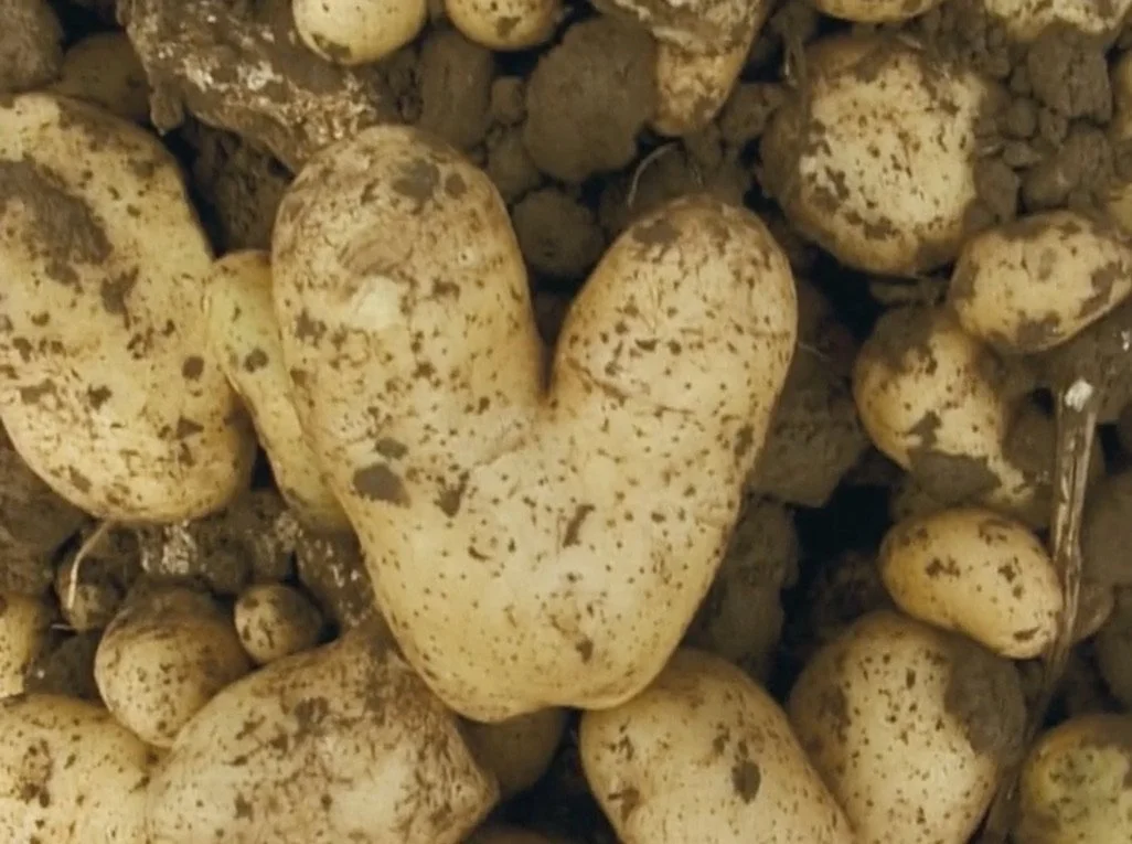 agnes varda - heart potatoes.jpg
