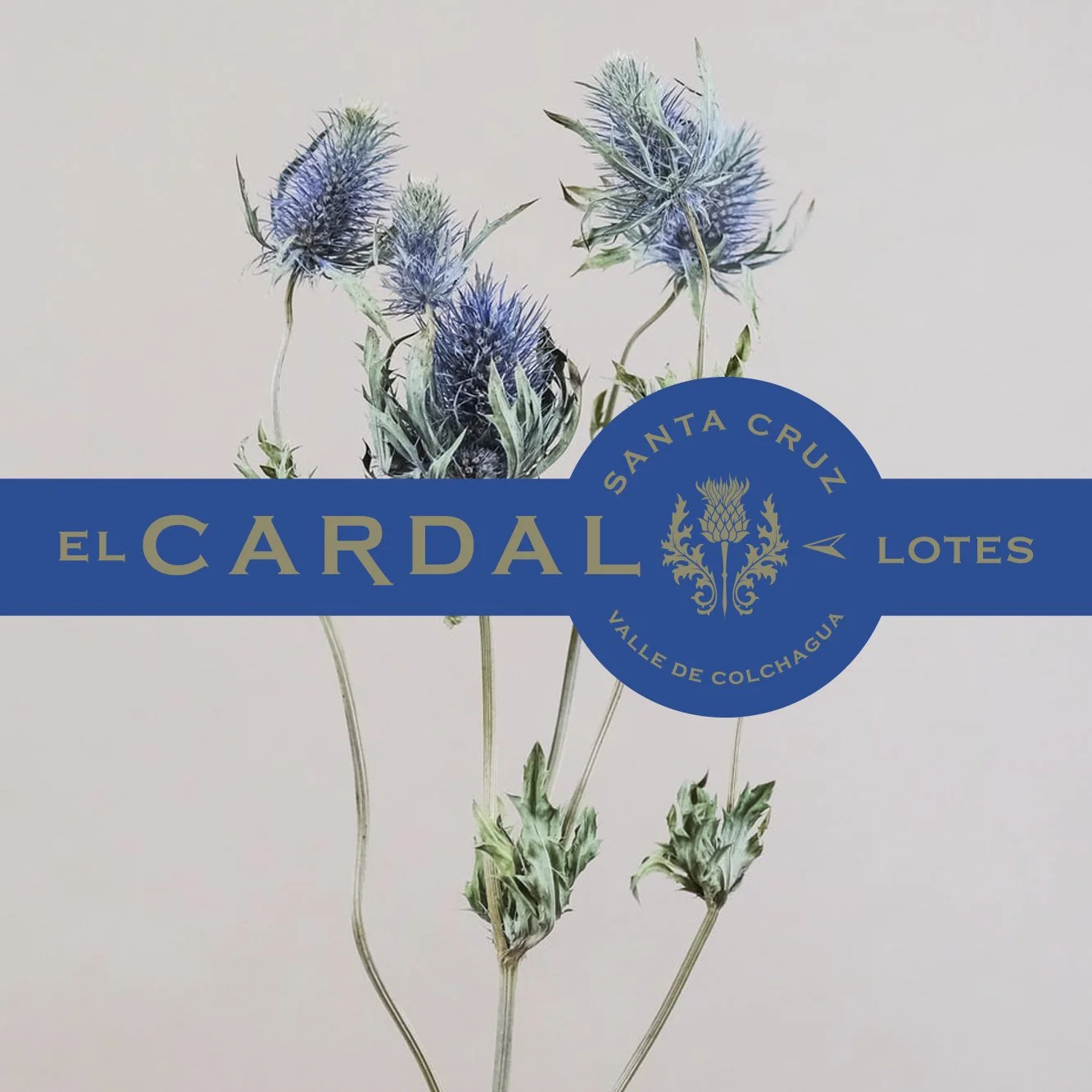 el cardal 1.jpg