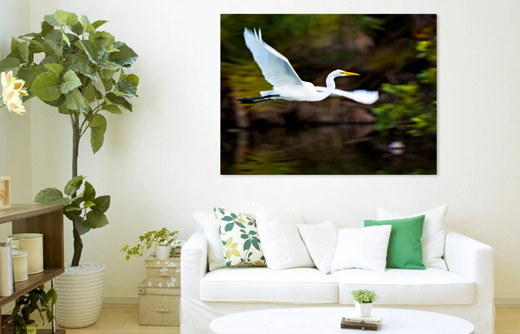 Great Egret in Flight 