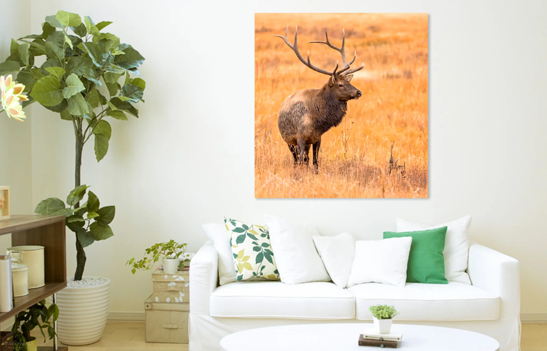 Solitary Bull Elk 