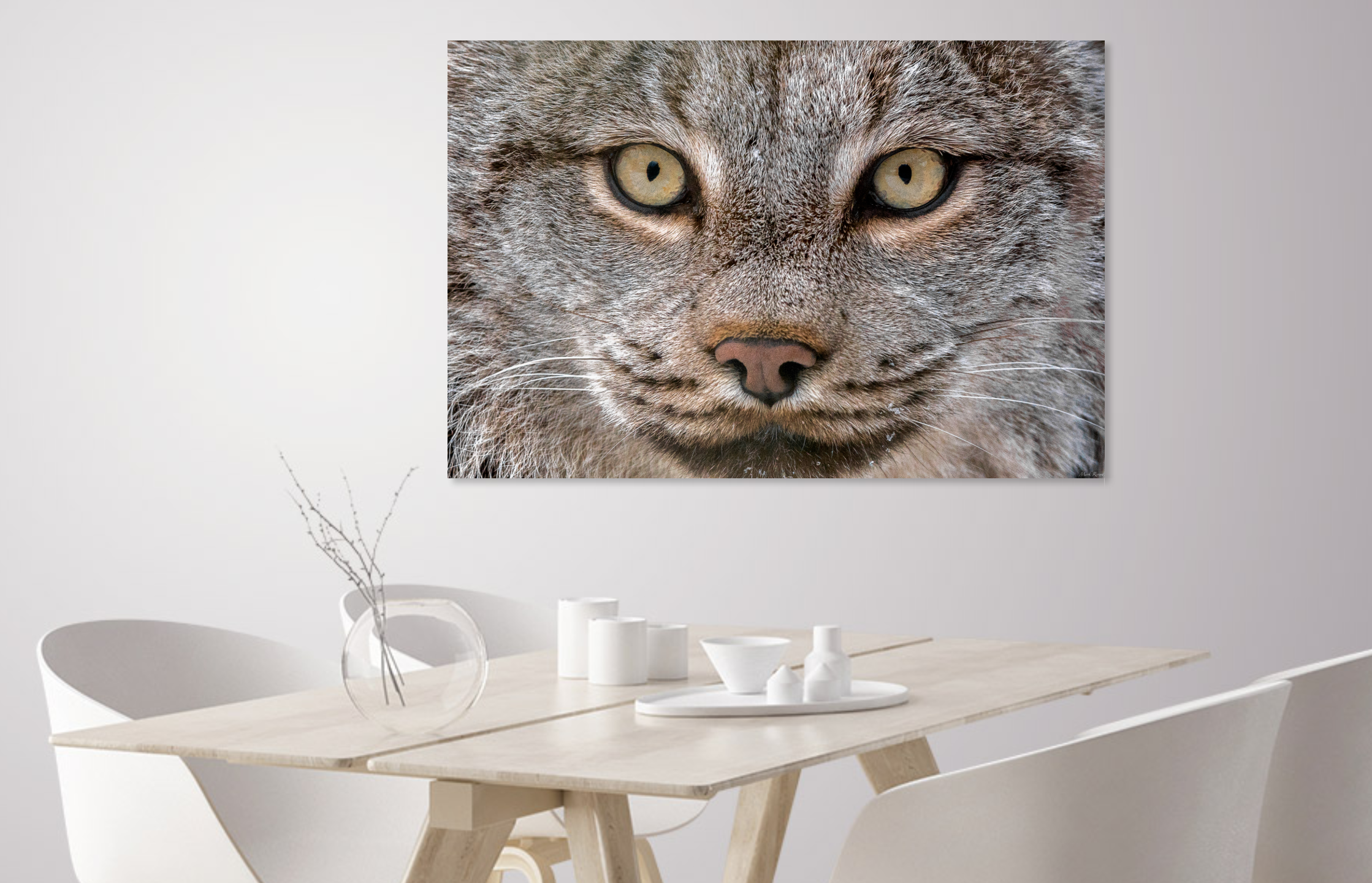 Lynx Eyes 