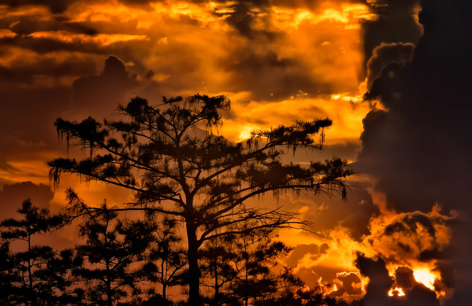 MCVL_TreeofLife©MarkRivera.jpg