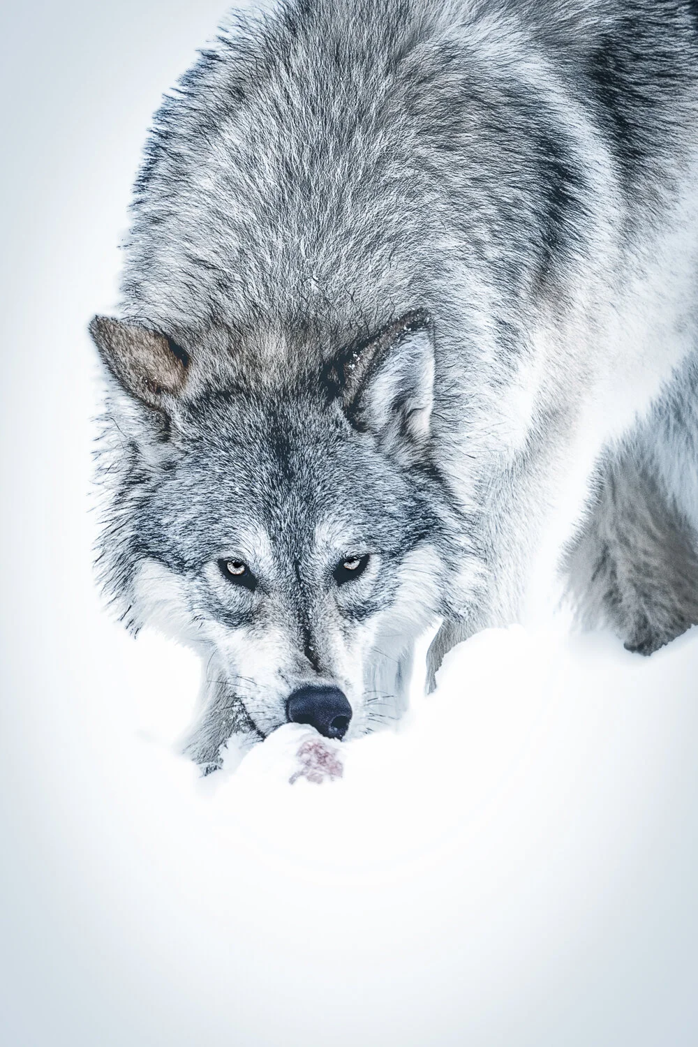 Wolves.jpg
