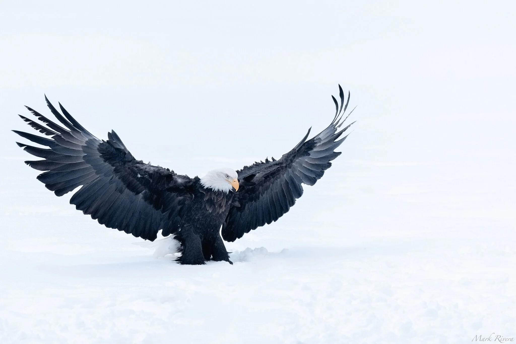 Website_Eagle.jpg