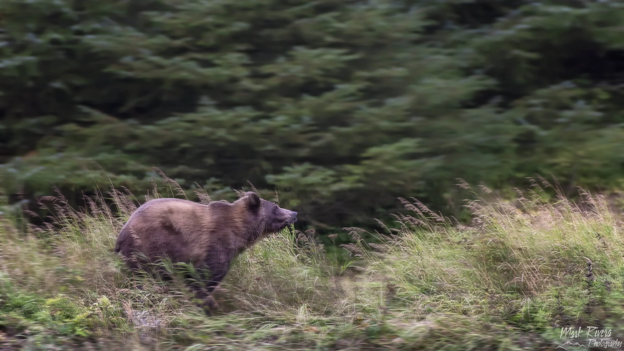 MCVL_OntheRun©MarkRivera WM.JPG