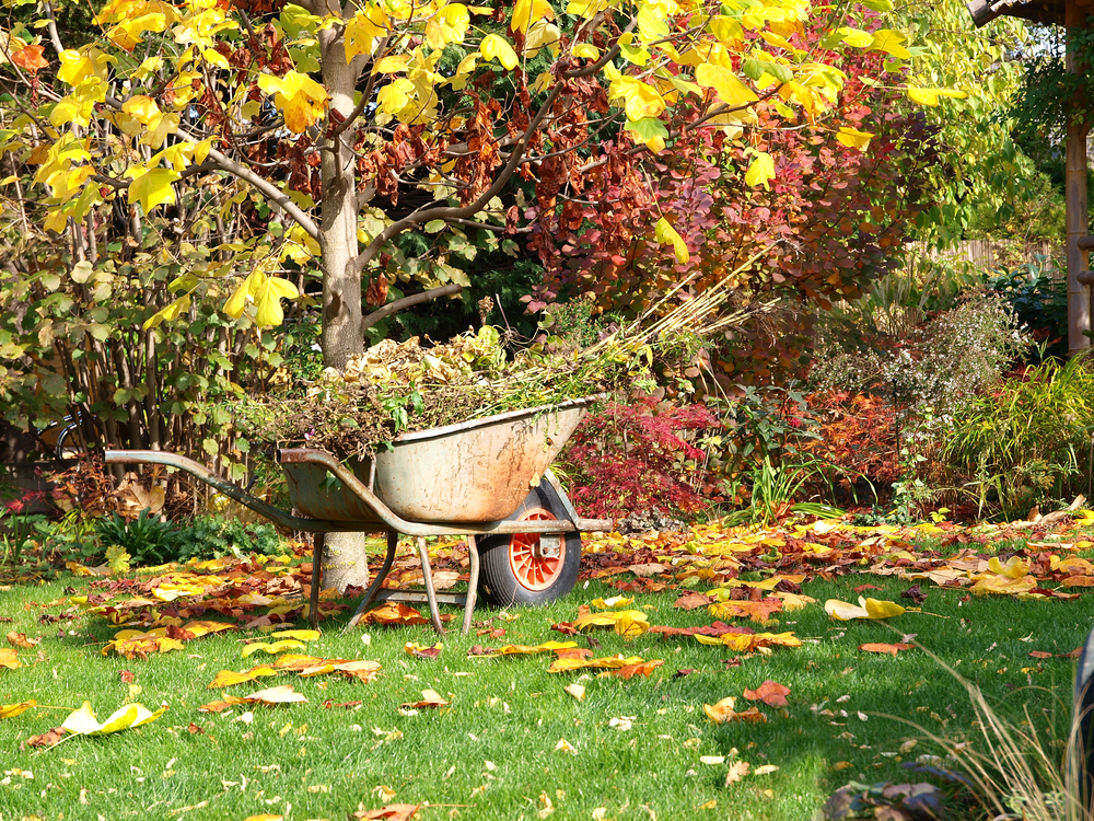 fall garden.jpg