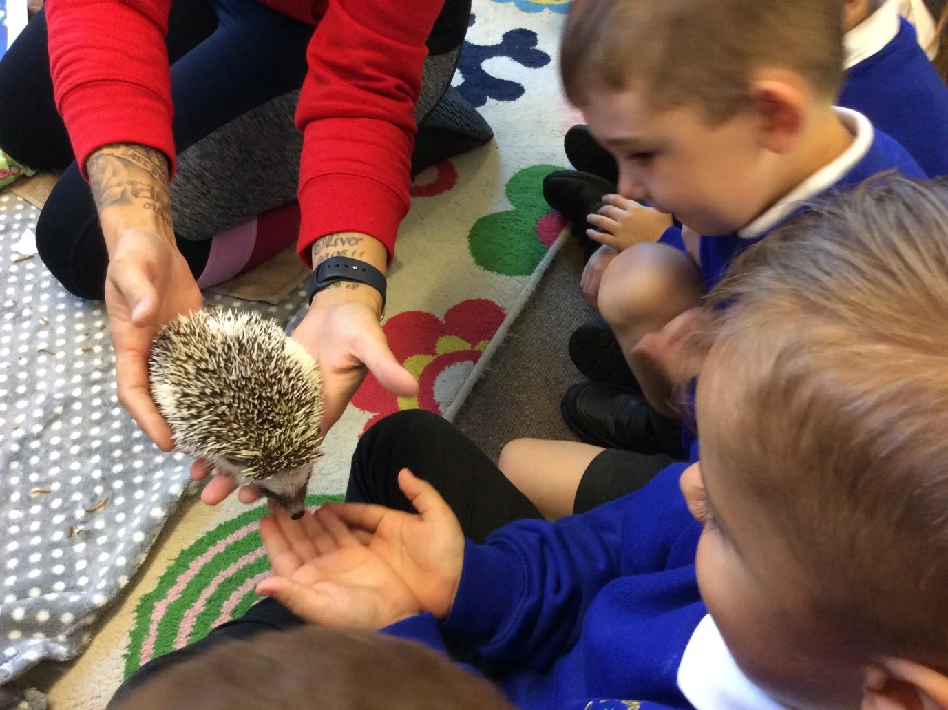 Hedgehogs 2.jpg