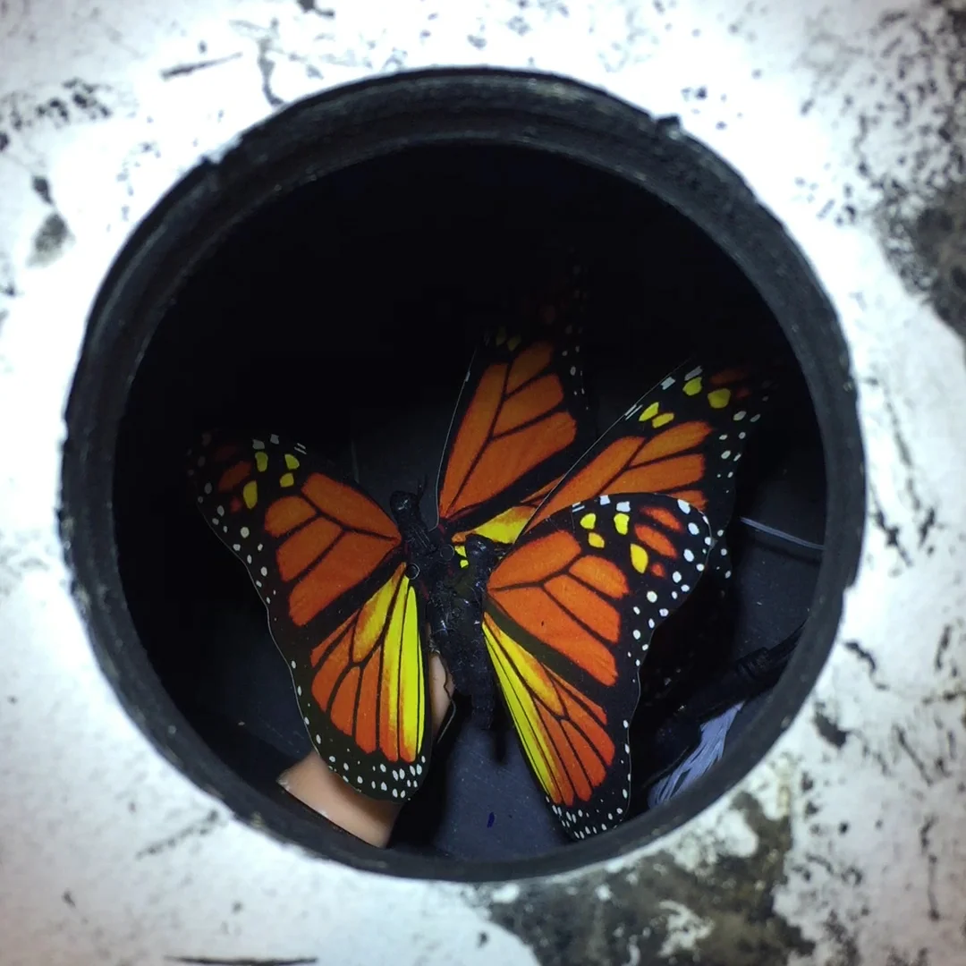 butterflies.jpg