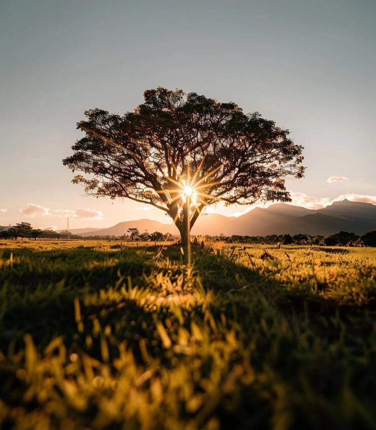 Young tree reaching toward sunlight symbolising growth and new beginnings