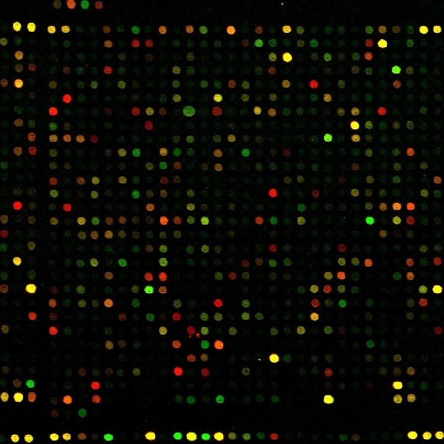microarray.jpg