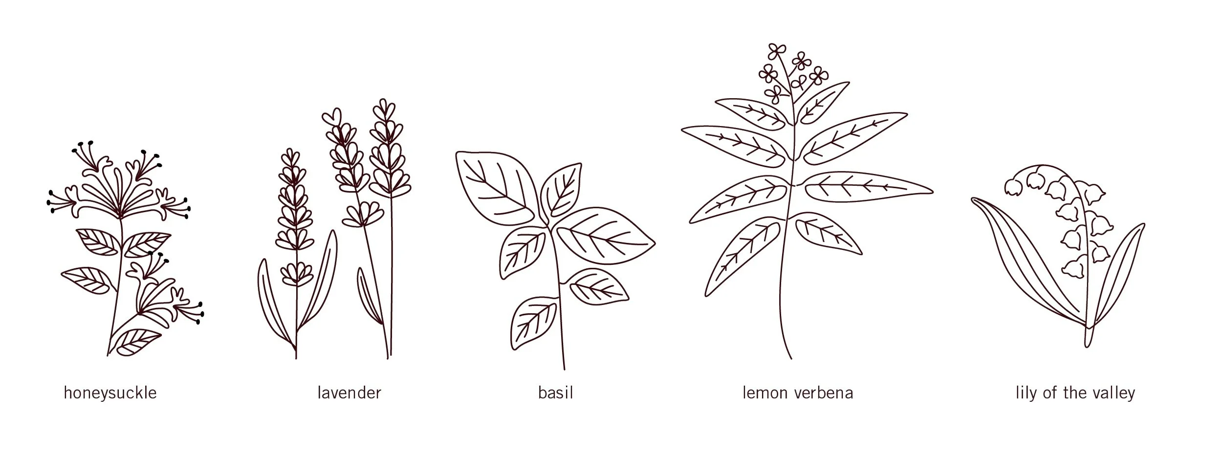  Illustrations for Mrs. Meyer's product packaging and marketing collateral. 
