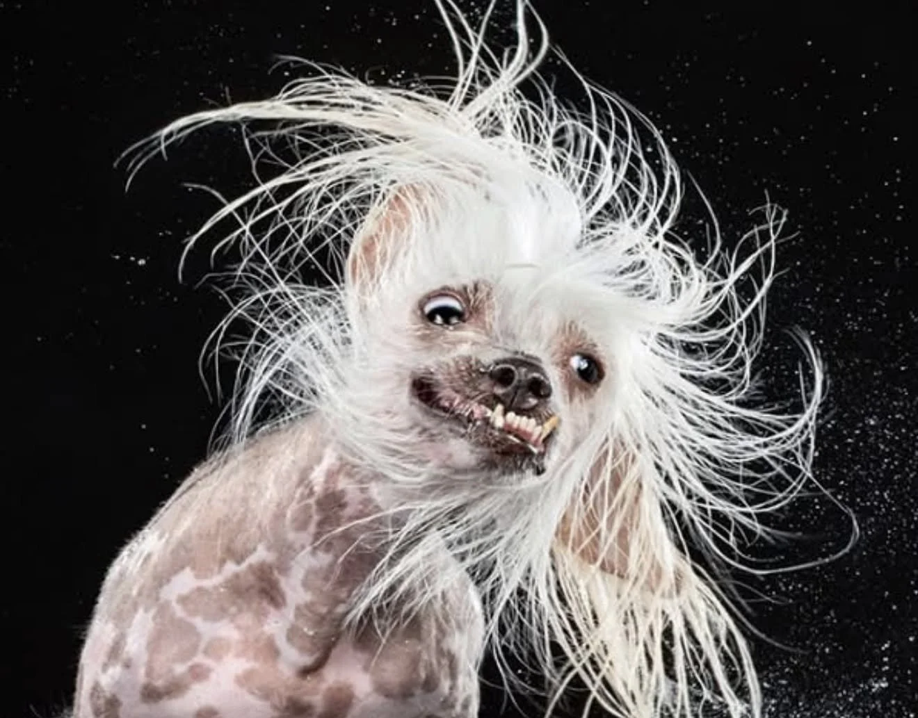 North Carolina's Ugliest Dog Pageant