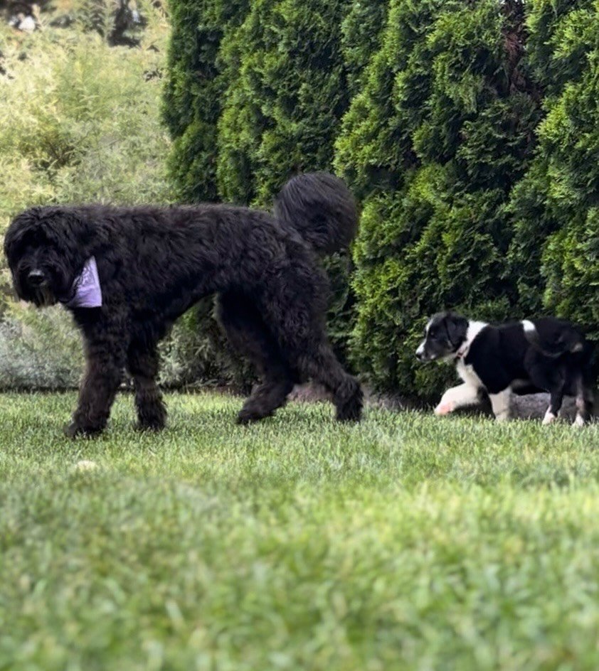 We&rsquo;ve got a new little wild thing in the house! Remo Williams 🐶 

Lucky for him, he&rsquo;s got the best girl to lead the way while we still have her with us. 🤍

Shadow &hearts;️ you&rsquo;re still the boss here. He&rsquo;s just here to learn