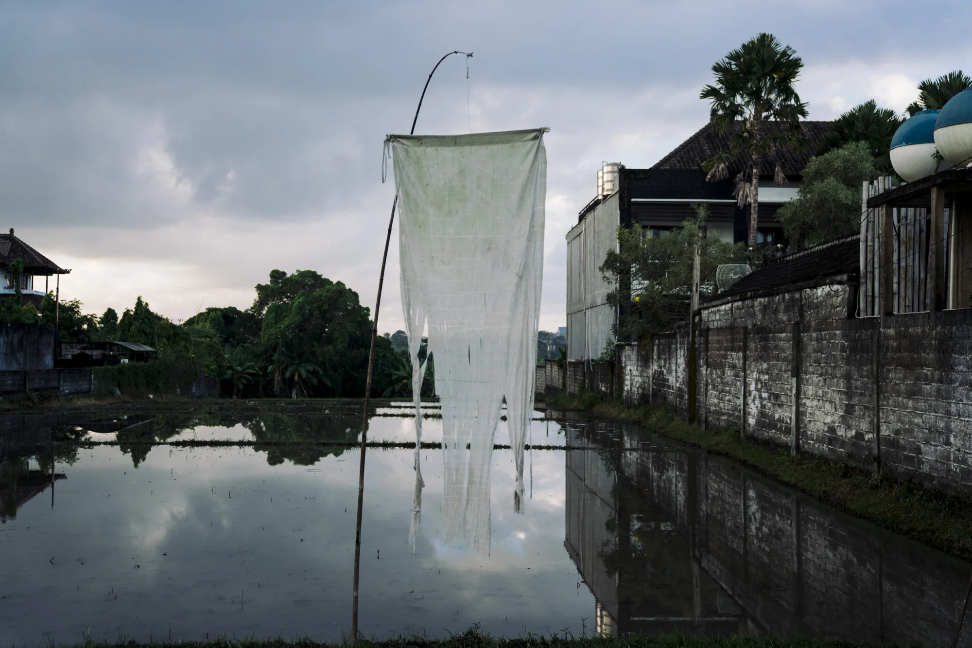 Rice Field, Bali 2018 - Taliesin Gilkes-Bower
